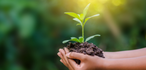 Growth sustainability