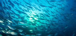 Tuna at sea